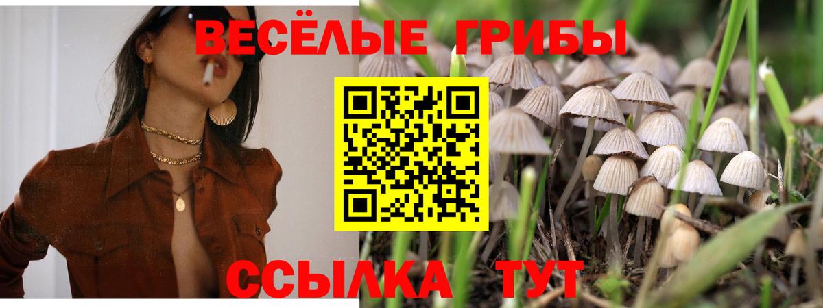 Галлюциногенные грибы Cubensis Грозный